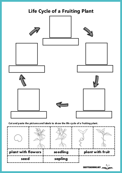 life cycle of a plant cut and paste