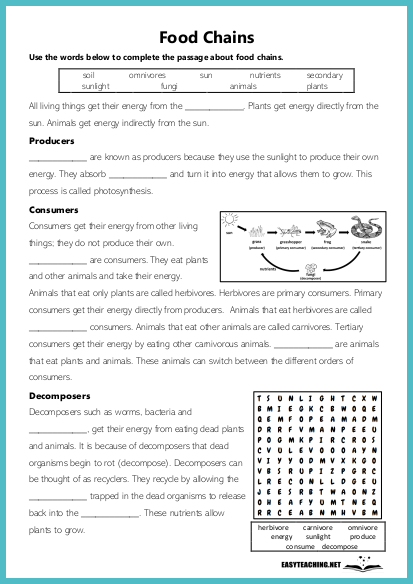 energy food chain cloze worksheet